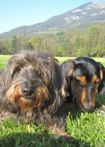 Bazi und Striezi